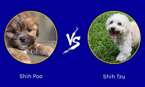 Shih Poo vs Shih Tzu: Key Differences Explained - Wiki Point