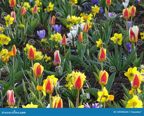 Daffodils and tulips stock photo. Image of mini, crocus - 169496634