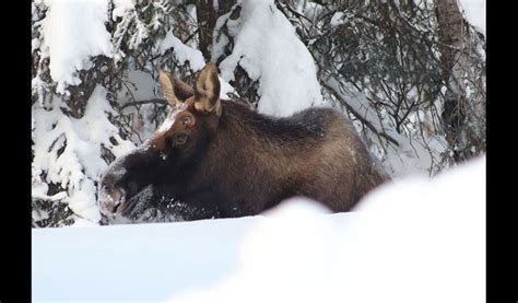 Alaska Teen Suffers Minor Injuries in Moose Attack: Moose, Not So Lucky - NewsFinale