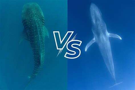 Whale Shark vs Blue Whale: Giants Compared – Ocean Action Hub