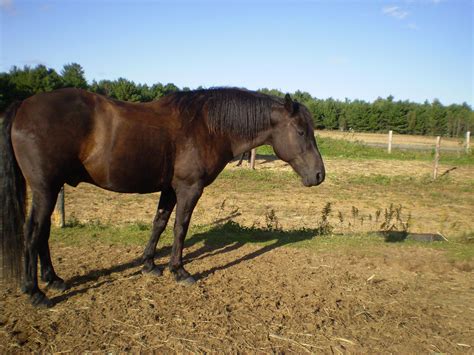 Black Horse Free Stock Photo - Public Domain Pictures