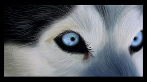 Online crop | HD wallpaper: husky backgrounds for widescreen, eye, close-up, body part ...