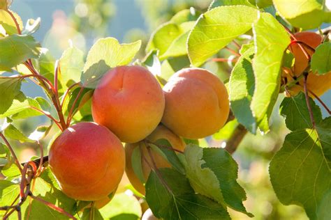 How To Grow And Care For An Apricot Tree | BBC Gardeners World Magazine