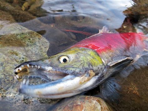 Kokanee Salmon | kokanee salmon at Taylor Creek | Ben Fish | Flickr