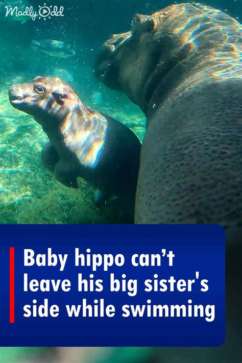 Baby hippo can’t leave his big sister’s side while swimming