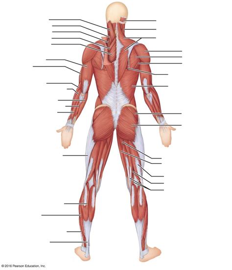 Major Skeletal Muscles - Posterior Diagram | Quizlet