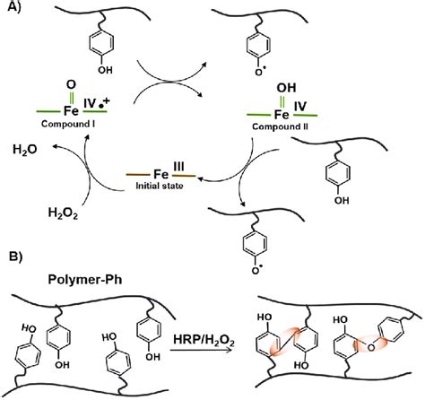 Schematic mechanism for (A) HRP catalytic cycle which catalyzed the... | Download Scientific Diagram