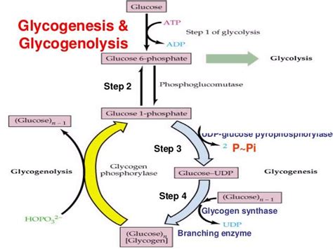 Image result for glycogen metabolism | Metabolism, Online science, Science