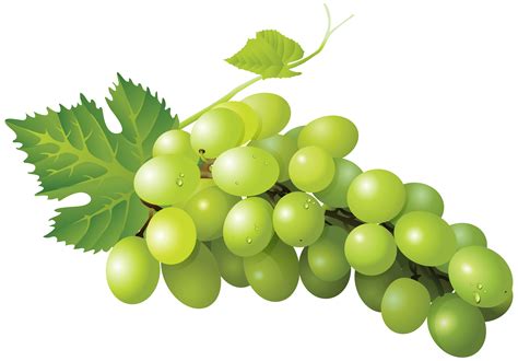 Sultana Grape Zante currant Seedless fruit Sauvignon blanc - grape png download - 8000*5570 ...