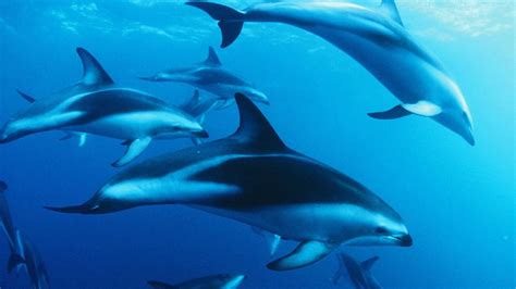 Dusky dolphin: New Zealand marine mammals