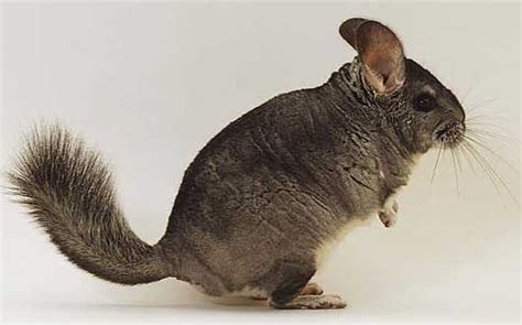 Chinchilla - World's Softest Fur | Animal Pictures and Facts | FactZoo.com