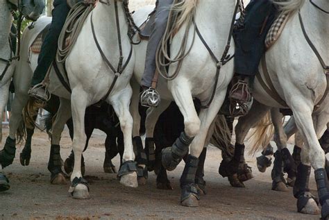 Camargue Horses Riders - Free photo on Pixabay - Pixabay