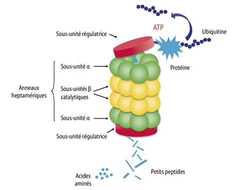 Proteasome - Figure 2 from p62 links the autophagy pathway and the ...