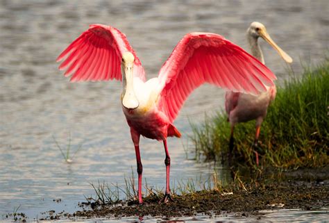 Birding in Port Aransas | PortAransas-Texas.com