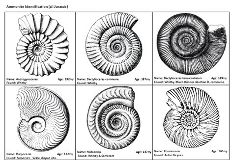 A primary school science workshop on fossils, rocks, skeletons, dinosaurs | Trilobite tattoo ...