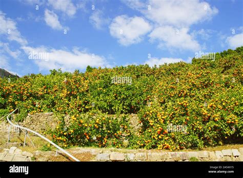 Tangerine tree citrus unshiu hi-res stock photography and images - Alamy