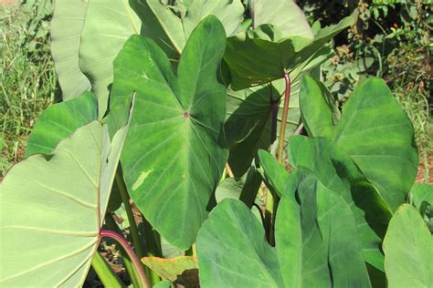 Taro Leaf $4.25/lb - Molokai Seed Company