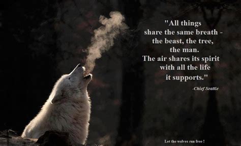 Let the Wolves run Free | Wolf quotes, Spirit quotes, Wolf spirit