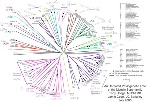 Phylogenetic tree|A phylogenetic tree is a tree showing the ...