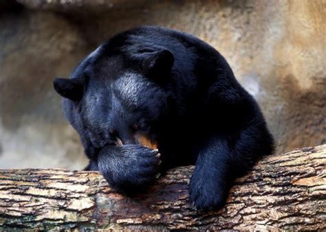 Bear Essentials of Hibernation | NOVA | PBS