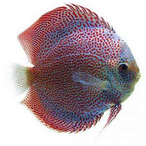 54 Discus Full-Color List – What Colors Do Discus Fish Come In ...