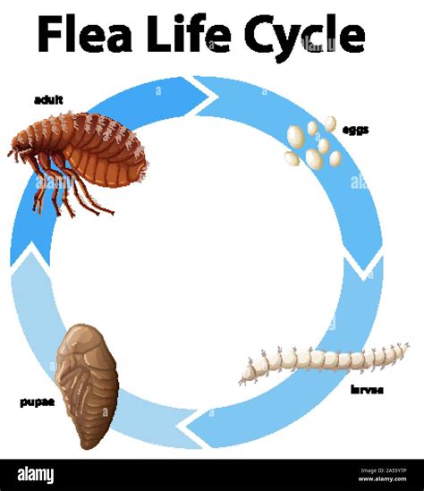 Diagram showing life cycle of flea illustration Stock Vector Image ...