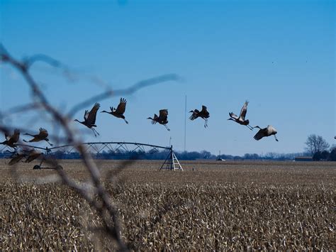 Delaying the Inevitable - Sandhill Crane Migration