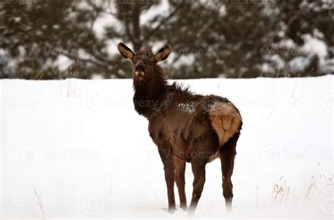 Elk in winter 6228211 Stock Photo at Vecteezy