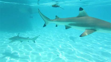 Impressions from Bora Bora and Moorea - swimming with sharks and stingrays - YouTube