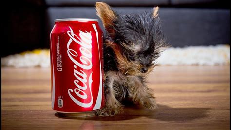 Pictures Of World's Smallest Dog - Photos All Recommendation