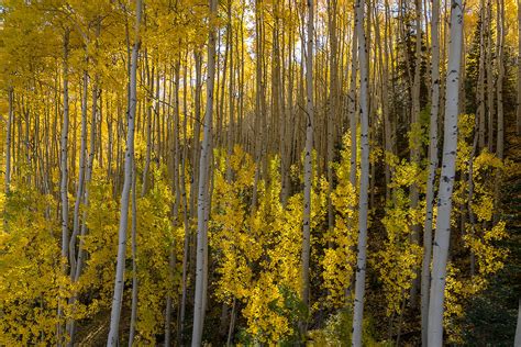 What a Spectacular Display of Fall Colors | Visit Telluride