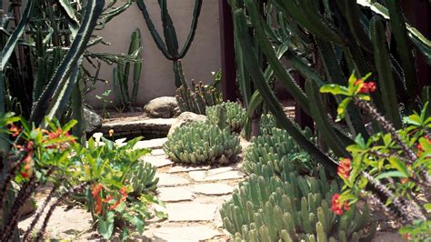 Landscaping with cactus: 9 ways to add color and structure | Gardeningetc