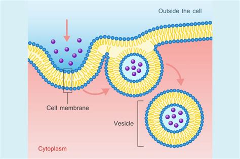 A Definition of Endocytosis With Steps and Types