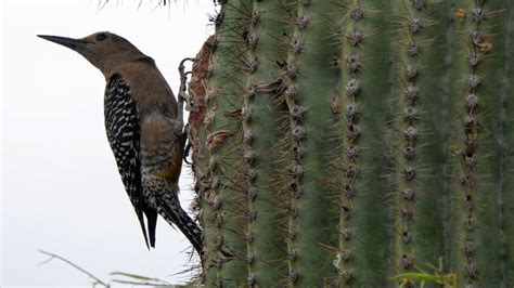 Bird On Saguaro Cactus Free Stock Photo - Public Domain Pictures