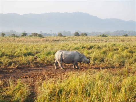 Kaziranga National Park Safari 2024 Guide - Home Of The One Horned Rhino!