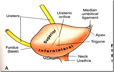 Perineum: Male and Female | DentMistry