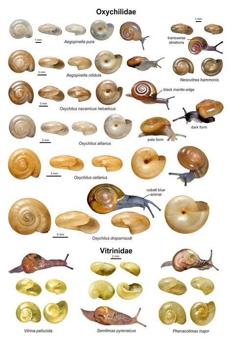 An Illustrated Guide to the Land Snails of the British Isles | NHBS Field Guides & Natural ...