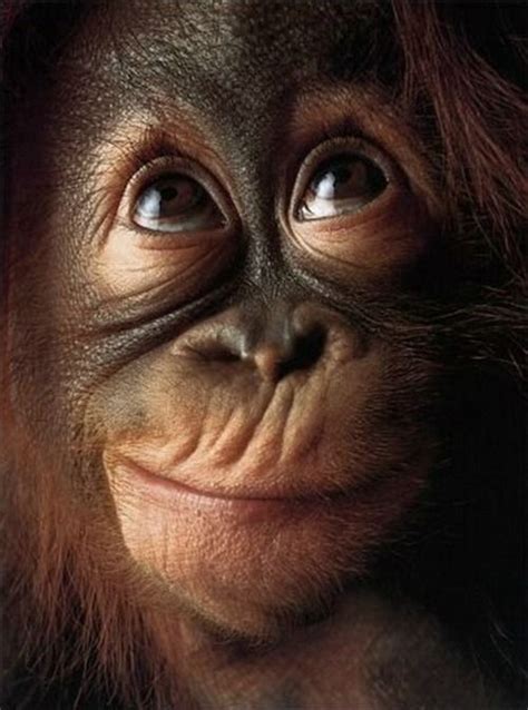 Funny face | Monos divertidos, Animales sonrientes, Imágenes divertidas de animales