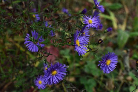 Gardener Shares 11 Head-Turning Aster Varieties For Late Summer Colour | Horticulture Magazine