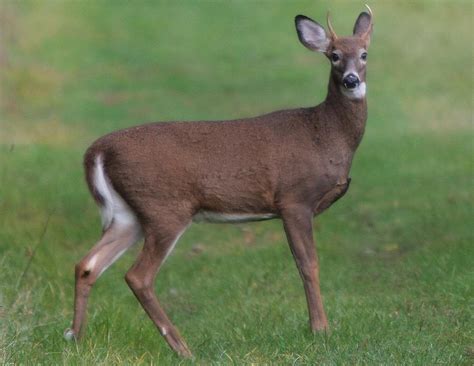 Spike Horn Buck Deer Photograph by Edward Kocienski | Fine Art America