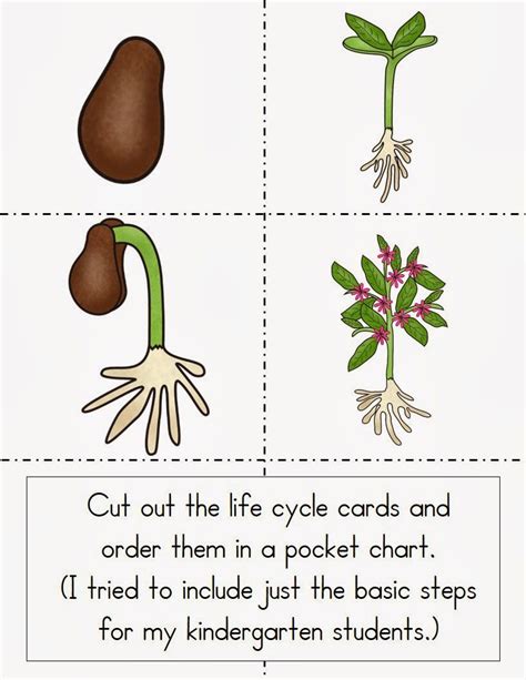 Plants | Ciclos de vida de las plantas, Ciclos de vida, Ciclo de vida ...