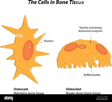 Osteocytes Diagram