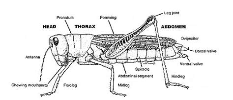 Grasshopper Anatomy Diagram | Quizlet