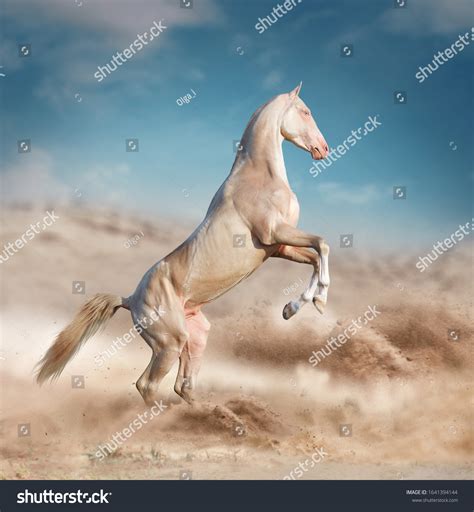 Akhal Teke Horse: Over 2,829 Royalty-Free Licensable Stock Photos | Shutterstock