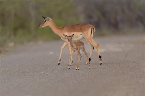 Premium Photo | Impala antelope