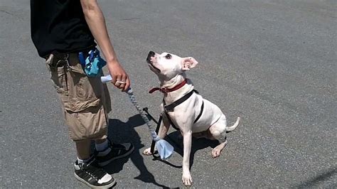Rescue Pit Bull in Training - YouTube