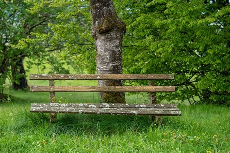 Tree Bench Meadow - Free photo on Pixabay - Pixabay
