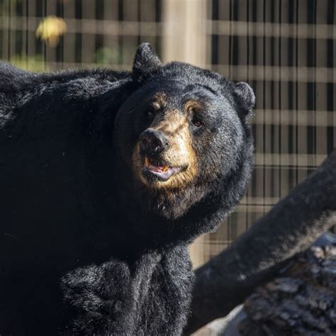 Mammals - Wilder Institute/Calgary Zoo