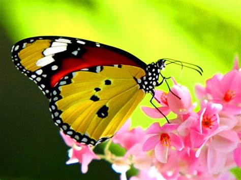 Desktop Wallpapers: Beautiful Butterfly Desktop Wallpapers