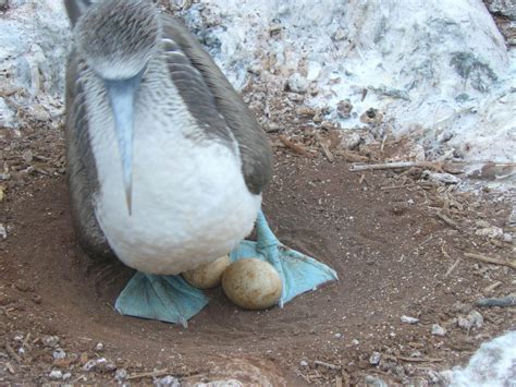 Blue Footed Booby Nest and Eggs